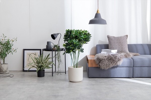 【高さ90cm】Nature 光触媒人工観葉植物 カポック - 画像 (2)