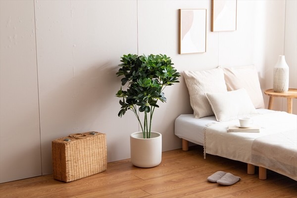 【高さ90cm】Nature 光触媒人工観葉植物 カポック - 画像 (4)