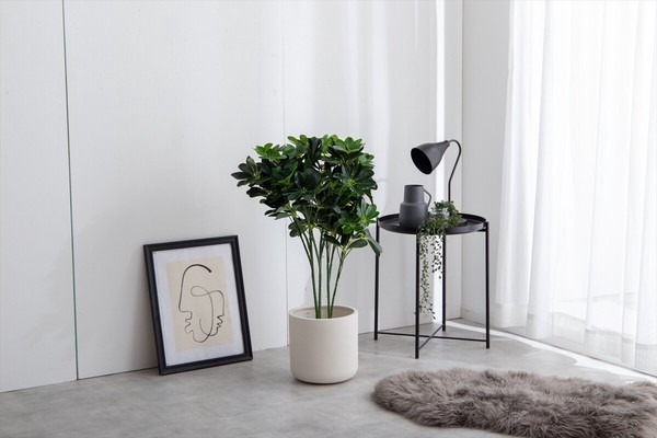 【高さ90cm】Nature 光触媒人工観葉植物 カポック - 画像 (6)