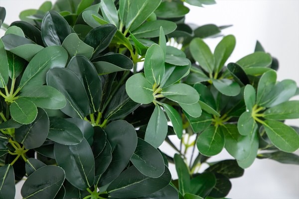 【高さ90cm】Nature 光触媒人工観葉植物 カポック - 画像 (7)