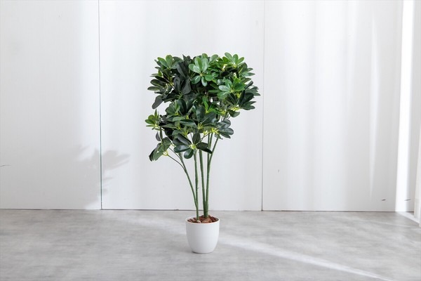 【高さ90cm】Nature 光触媒人工観葉植物 カポック - 画像 (8)